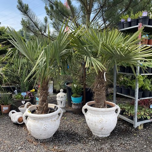 Palma konopná (Trachycarpus fortunei) - výška kmeňa: 60-70 cm, celková výška: 120-150 cm (-17°C)